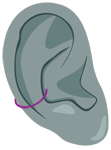Piercing oreille Conch