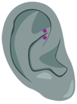 Piercing oreille Rook