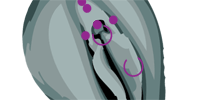 Liste der Weiblichen Genital- und Intimpiercings