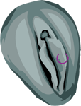 Weibliches Genital- und Intimpiercing der kleinen Schamlippen