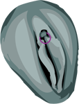 Clitoris Female Intimate Genital Piercing