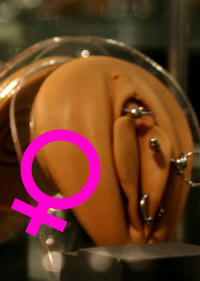 Genital female piercing model